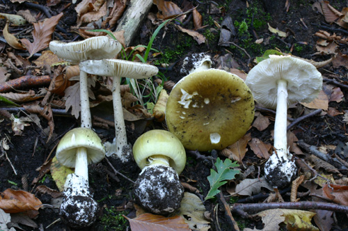 Pi� facile di cos� si muore-Quiz